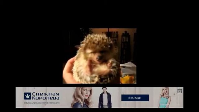 Забавные животные Ежик ест морковку! Супермимика! Эти забавные животные смотреть онлайн