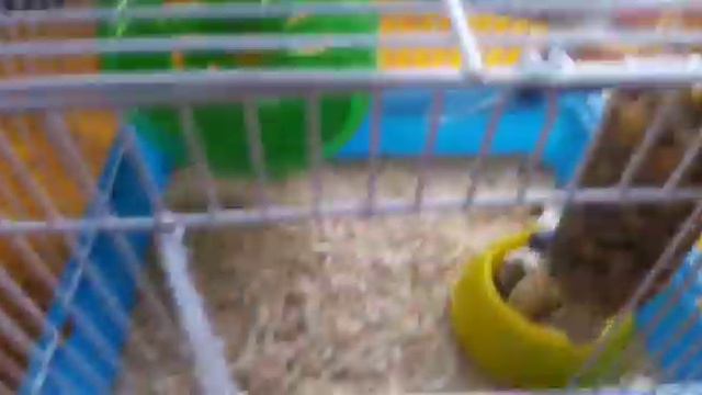 Джунгарский хомяк. смотреть онлайн