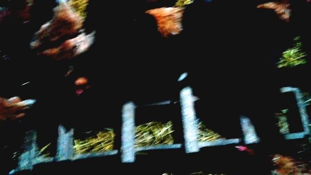 Куры-несушки с птицефабрики. Родониты смотреть онлайн