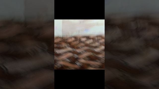 VID_20230704_170312.mp4