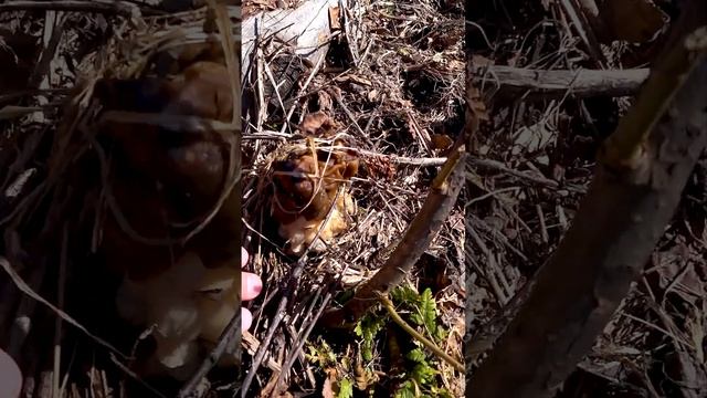 A Large Klondike Of Mushrooms. There Are MORE And MORE Mushrooms Every Day. Gyromitra Gigas. #Short смотреть онлайн