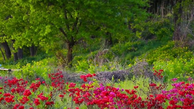 Неймовірний Спів Пташок, Релакс та Розслаблення Серед Природи, Музика для Душі смотреть онлайн
