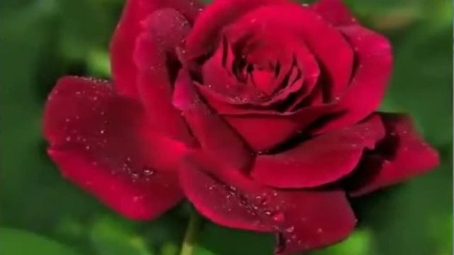 С Днем рождения Тамара Григорьевна смотреть онлайн