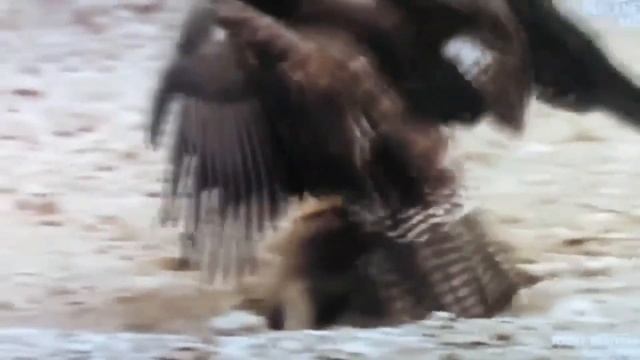 Эти Забавные Животные 2019! Ржач и Орр 2 в 1 ! смотреть онлайн