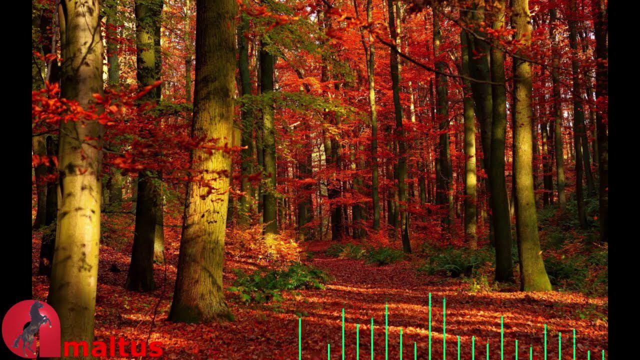 Кафа Кодзева [Amaltus] смотреть онлайн