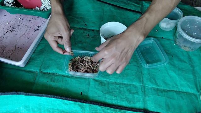Como germinar bulbo de Alocasia em estufinha caseira - tutorial completo com passo a passo! смотреть онлайн
