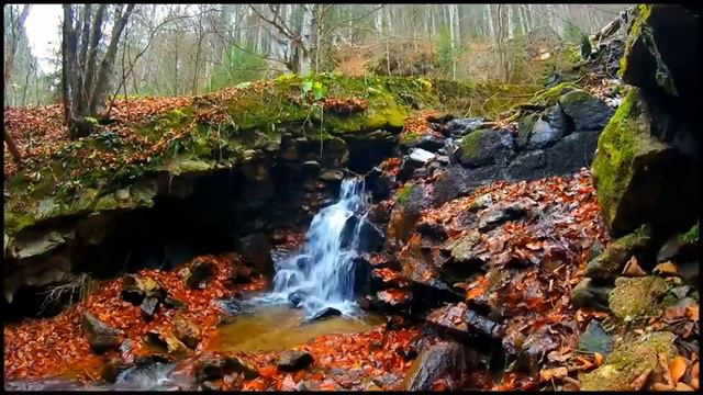 Calming Beautiful Blue Stream In The Forest. Relaxing Nature Sounds. (10 Hours) White Noise.