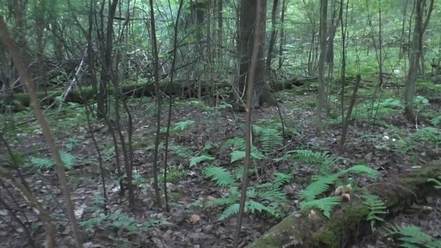 Как я собираю белые грибы! Интрига перед походом в лес! Тихая охота 2023 года продолжается! смотреть онлайн