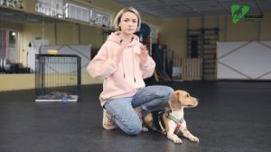 ЩЕНОК КУСАЕТСЯ? Воспитание щенка БЕЗ АГРЕССИИ: решение проблемы кусательного поведения