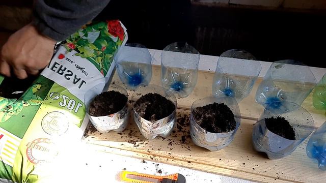 Cea mai simplă metodă de înmulțire la tuia .Butășire, evoluția butașilor. смотреть онлайн