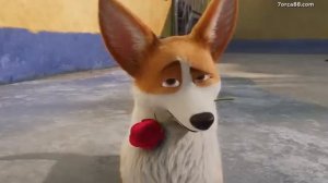 королевский корги клип