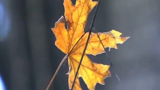 Осень - И.Мень.wmv смотреть онлайн