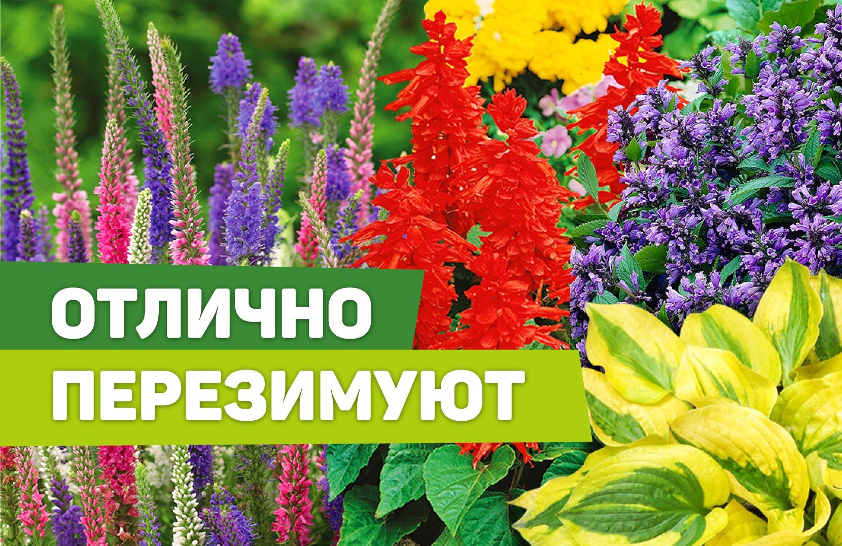 НЕПРИХОТЛИВЫЕ МНОГОЛЕТНИКИ ДЛЯ СЕВЕРНЫХ САДОВ.mp4 смотреть онлайн