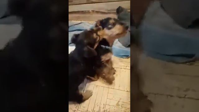 Кливия(пом.К). смотреть онлайн