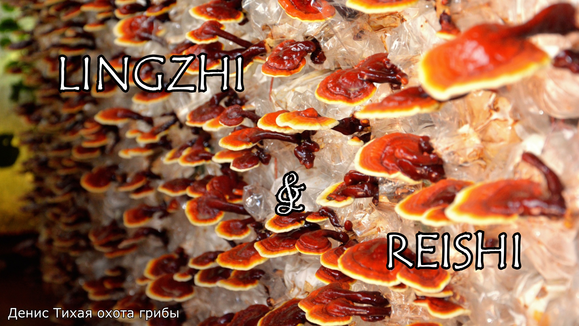 Линчжи или Рейши - средство от многих недугов в китайской медицине смотреть онлайн