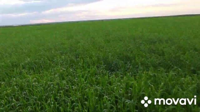 13.05.2021 Опрыскивание Озимой пшеницы Шпаловка??? Рекс дуо, Канонир дуо, Модус и Сульфат магния смотреть онлайн