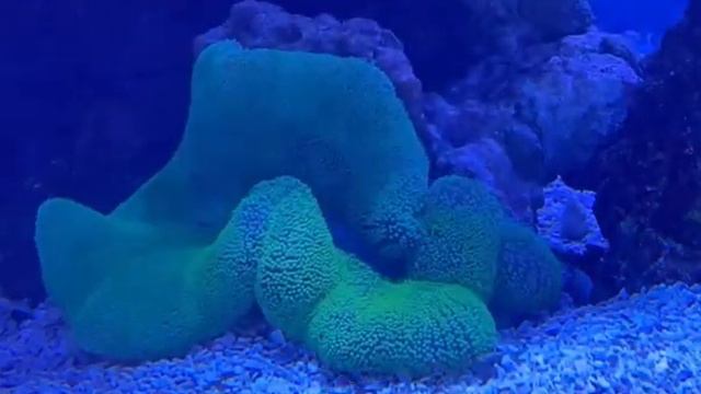 Carpet Anemone смотреть онлайн