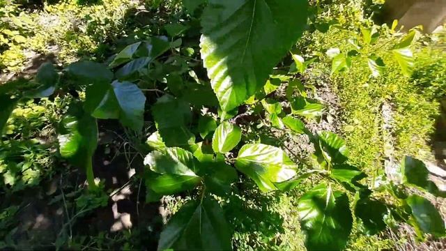 Шелковица Шелли-150, третий год, Воронежская область