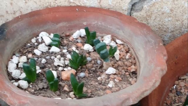Haworthia & Gasteria Propagation Status 2020