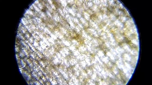 Немытая мокрая морковка под микроскопом смотреть онлайн