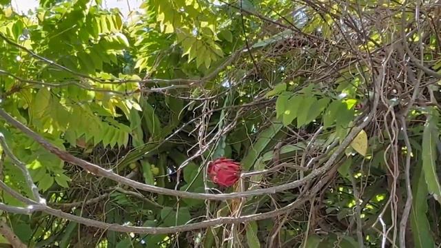 Как растет Драконий Фрукт