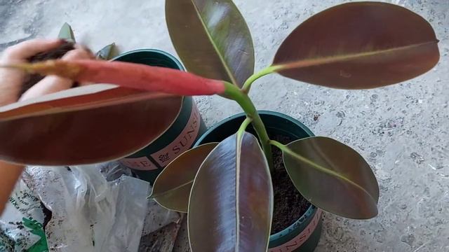 HOW TO GROW RUBBER PLANT FROM STEM CUTTING @LeonSilvaVlog смотреть онлайн