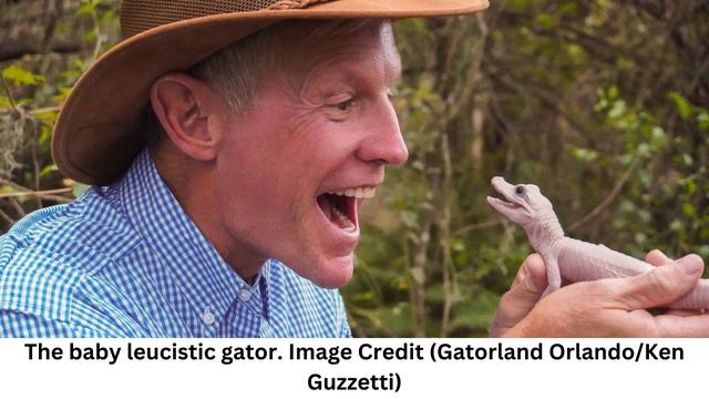 The 'Rarest Alligator in The World' Was Just Born in Florida смотреть онлайн