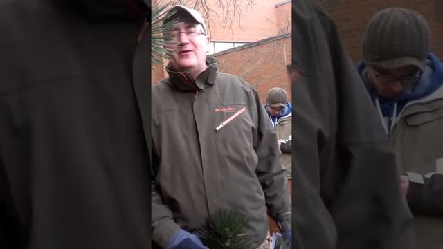 Pinus Heldreichii Var. Leucodermis (Heldreich Pine)