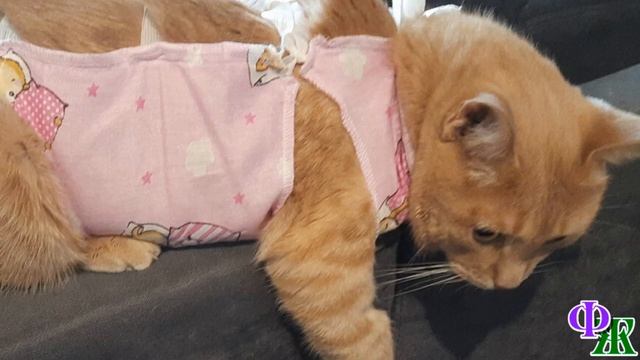 КОТИК Скизи ЗАБОЛЕЛ 2. Увидела шов - чуть не упала в обморок. На все пузико!