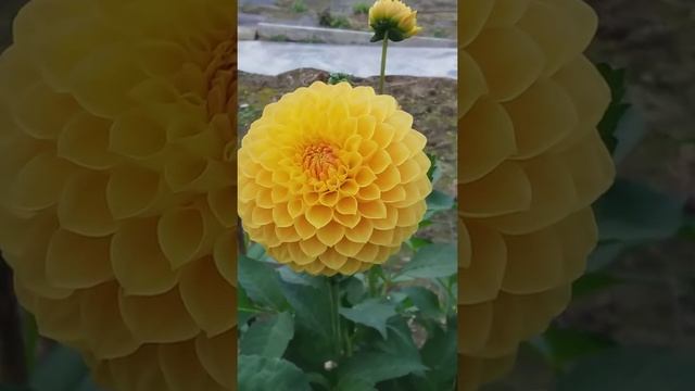 Dahlia update from the Halls of Heddon Dahlia plot. смотреть онлайн