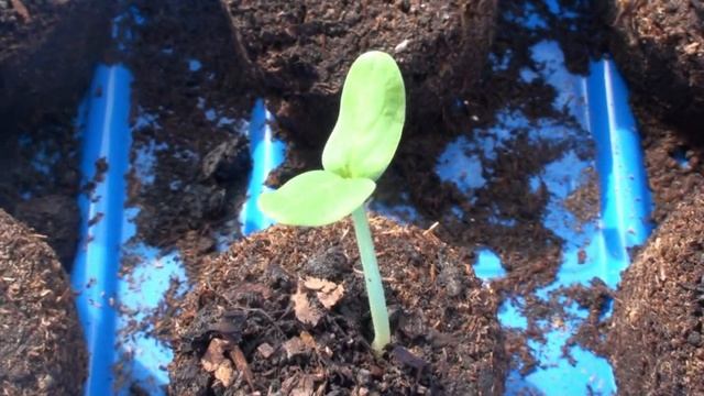 Сажаем рассаду огурцов, чтобы получить самый ранний урожай. Простой хороший способ. смотреть онлайн