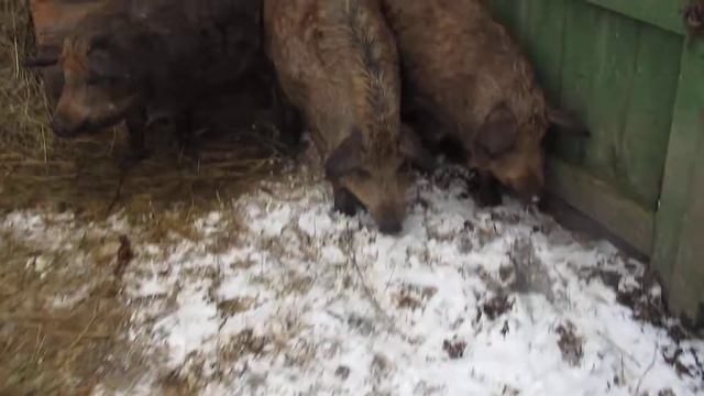 ягд ярый 3 мес. смотреть онлайн