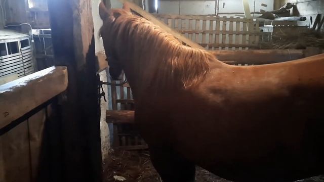 Лечение- Лечение жеребенка смотреть онлайн