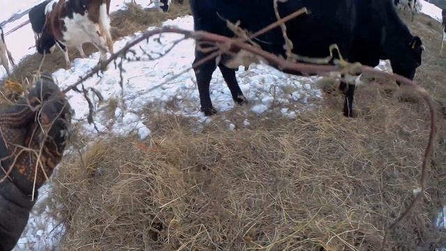 вольное содержание коров. кормление сеном в поле. Часть 2.