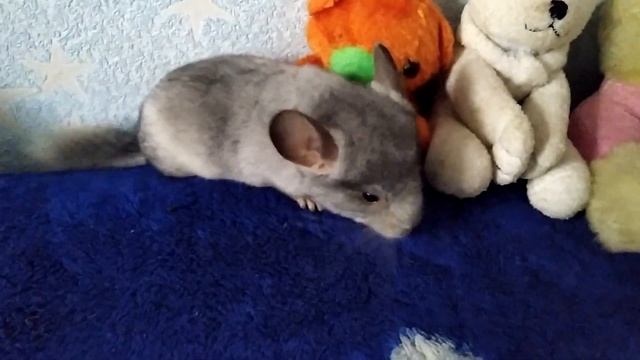 Шиншиллы породы ! Шиншилла  мозаика . Шиншилла бежевая. Chinchilla