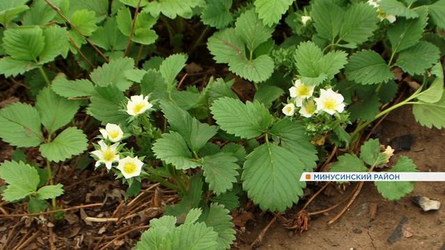 В Минусинском районе зацвела клубника (Енисей Минусинск). смотреть онлайн