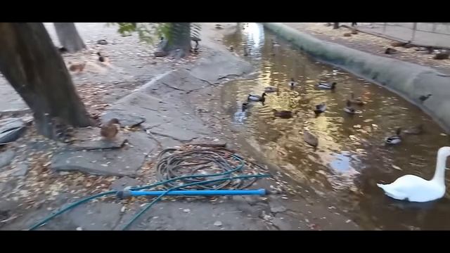 ШОК? MAX MARA НОВЫЕ ТУФЛИ ?Timberland ЛЮДИ ХВАТАЮТ ВСЕ ОБУВЬ СЕКОНД ХЕНД ХУМАНА ГУЛЯЕМ ПОКУПАЕ смотреть онлайн