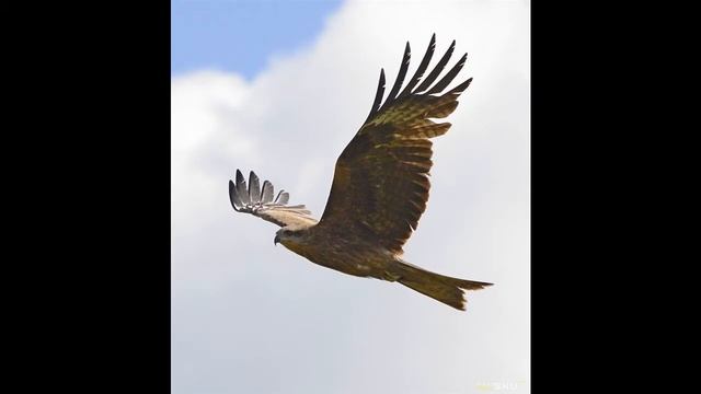 Жесткий чехол для портативных спиннингов и удилищ, можно для фото. | #Обзор смотреть онлайн