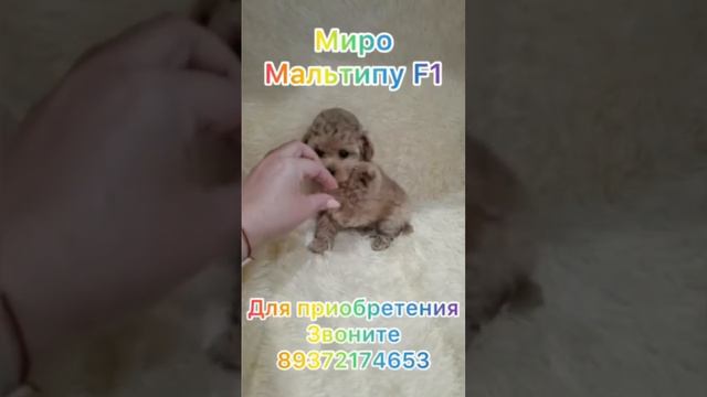 Микро мальтипу смотреть онлайн