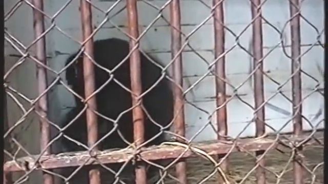 Огромная горилла танцует. Зоопарк Каира, Египет. смотреть онлайн