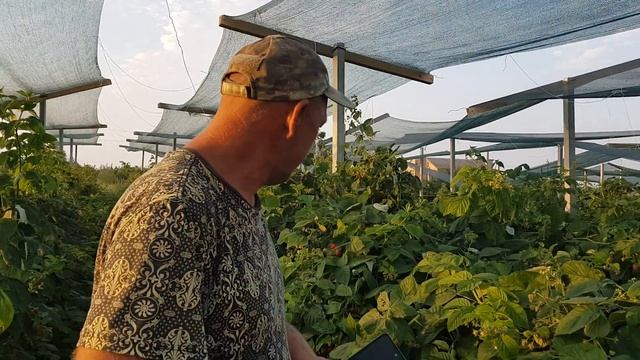 Плодоношение малины Маравилла смотреть онлайн