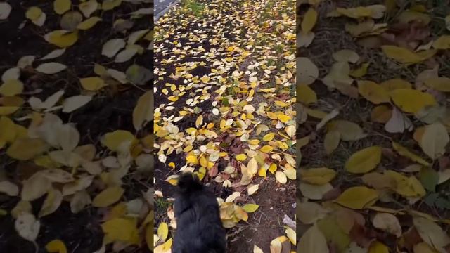 Черный Йорк и листопад #йорк #puppy #черныййорк #yorkie #blackyorkie смотреть онлайн