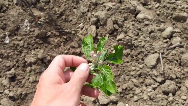 скороплодность яблонь на подвоях 62 396 и 54 118 смотреть онлайн