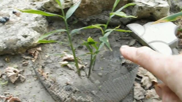 ИМБИРЬ НА ОГОРОДЕ Vselennaya uvlecheniy смотреть онлайн