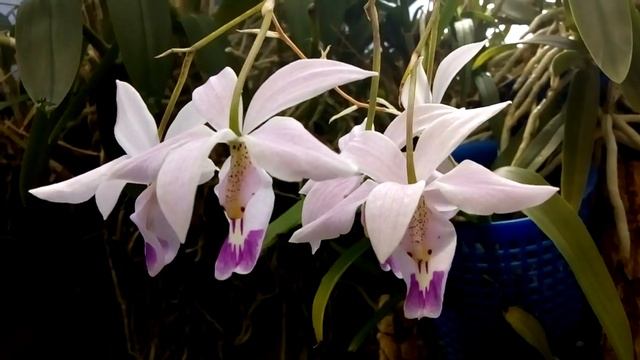 Barkeria uniflora смотреть онлайн