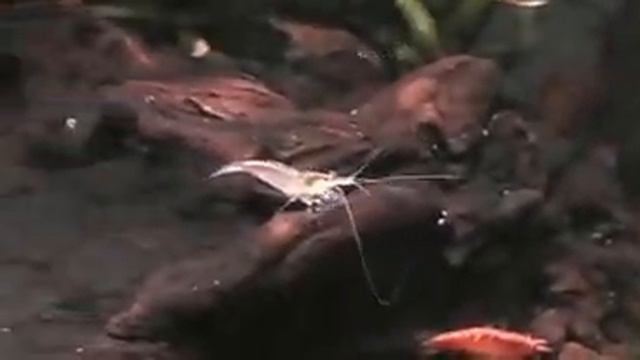 Мой аквариум 20 литров смотреть онлайн