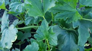 Как выглядят арбузы и дыни 15 июля!