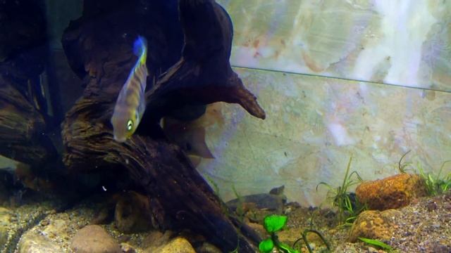 Sajica Cichlid ~ Care & Breeding смотреть онлайн