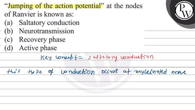 "Jumping of the action potential" at the nodes of Ranvier is known ... смотреть онлайн