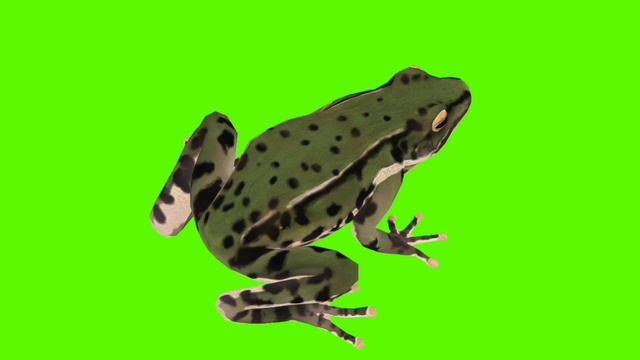ЛЯГУШКА GREEN SCREEN ВИДЕО ФУТАЖ. ХРОМАКЕЙ АНИМАЦИЯ ЛЯГУШКА НА ЗЕЛЁНОМ ФОНЕ. смотреть онлайн